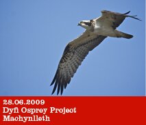 Osprey conservation programme