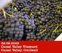 Camel Valley winery