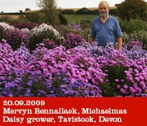 Mervyn Bennallack, Michaelmas Daisies